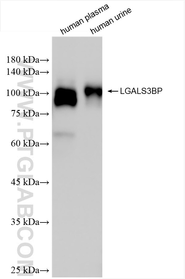 LGALS3BP