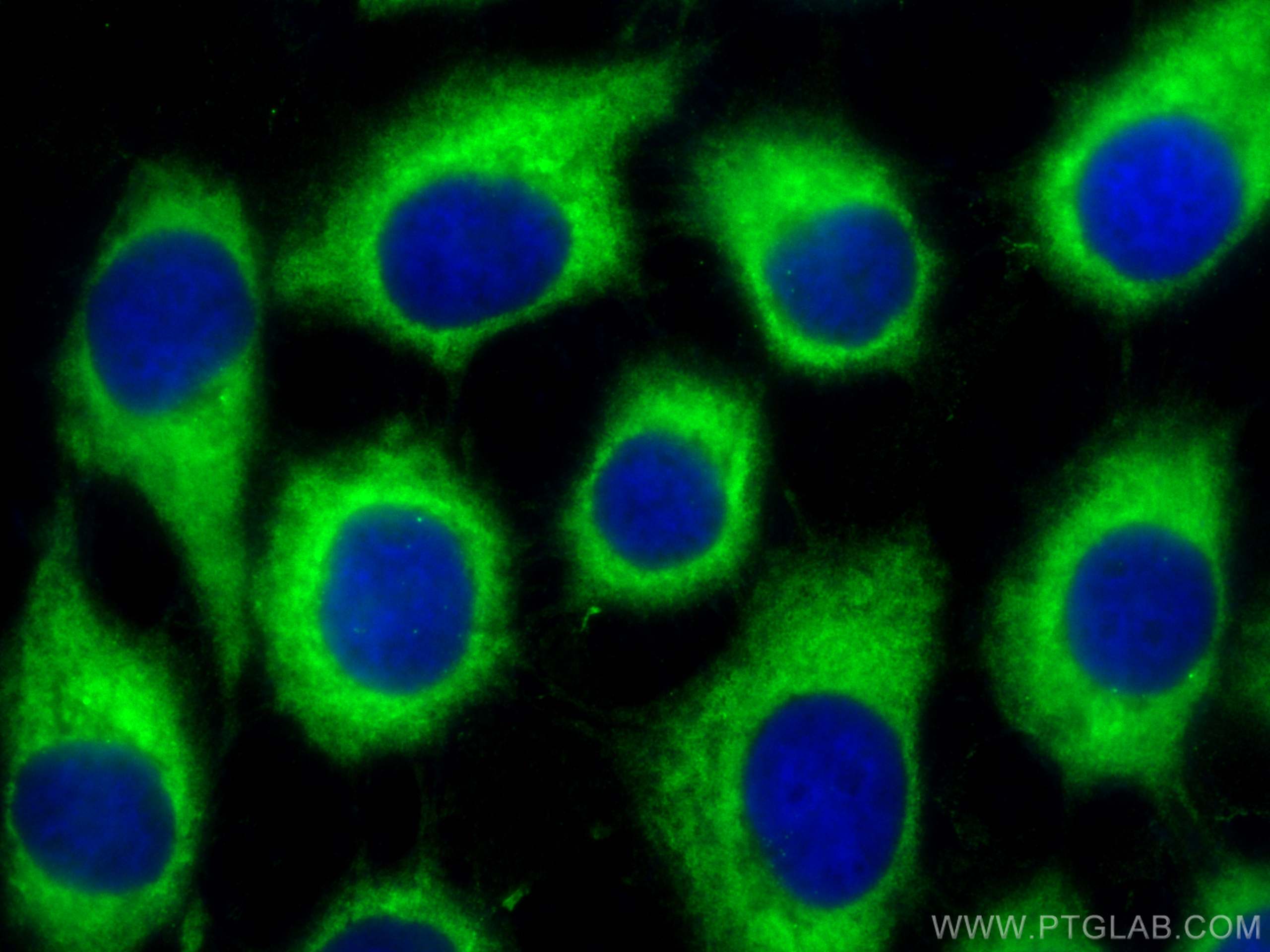 Immunofluorescence (IF) / fluorescent staining of A431 cells using CoraLite®488-conjugated LGALS3BP Monoclonal antibo (CL488-60066)