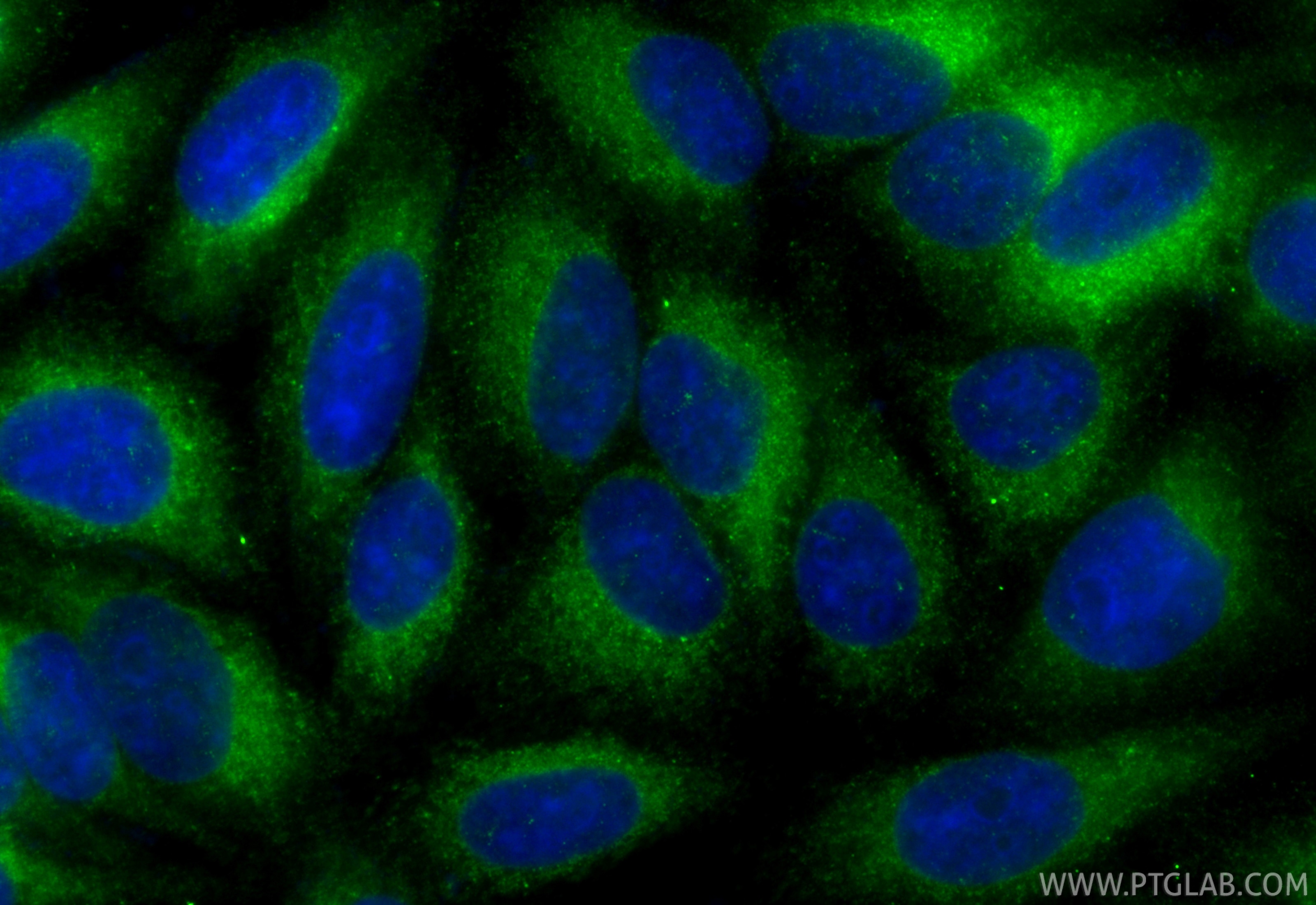 Immunofluorescence (IF) / fluorescent staining of HepG2 cells using CoraLite® Plus 488-conjugated LGALS3BP Recombinant (CL488-85883-5)