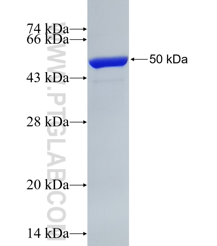 LGALS3BP fusion protein Ag0294 SDS-PAGE