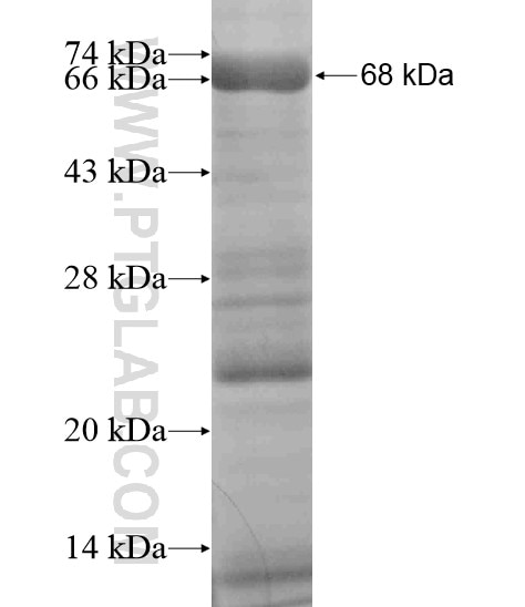 LGALS3BP fusion protein Ag19700 SDS-PAGE