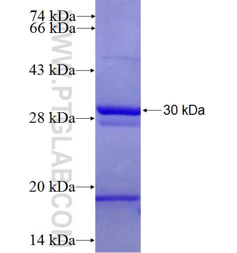 LGALS3BP fusion protein Ag4398 SDS-PAGE
