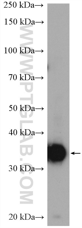 Western Blot (WB) analysis of COLO 320 cells using Galectin-4 Polyclonal antibody (13391-1-AP)