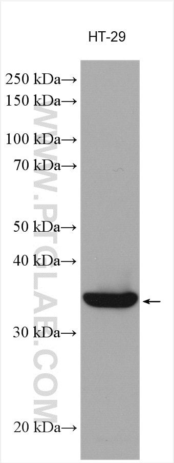 Western Blot (WB) analysis of various lysates using Galectin-4 Polyclonal antibody (13391-1-AP)