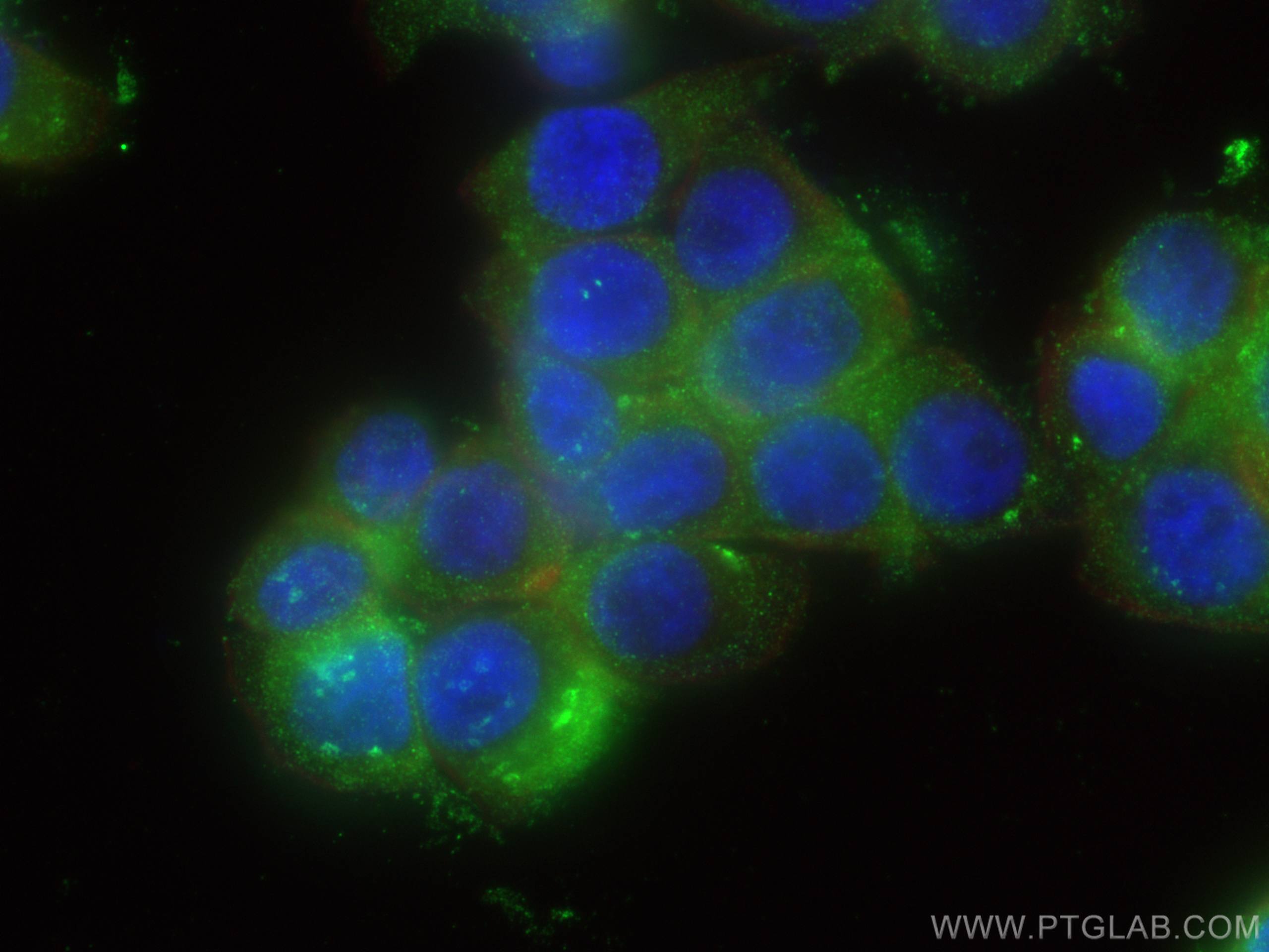 Immunofluorescence (IF) / fluorescent staining of HT-29 cells using Galectin-4 Polyclonal antibody (27552-1-AP)