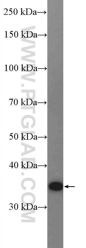 Western Blot (WB) analysis of mouse small intestine tissue using Galectin-4 Polyclonal antibody (27552-1-AP)