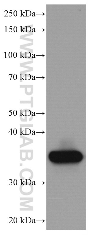 Western Blot (WB) analysis of HT-29 cells using Galectin-4 Monoclonal antibody (66686-1-Ig)