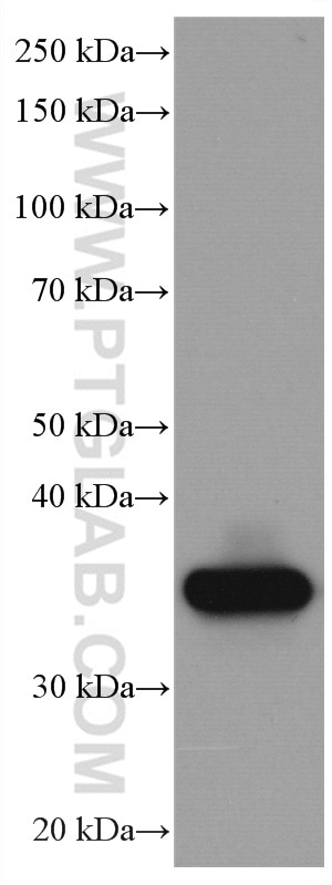 Western Blot (WB) analysis of HT-29 cells using Galectin-4 Monoclonal antibody (66686-1-Ig)