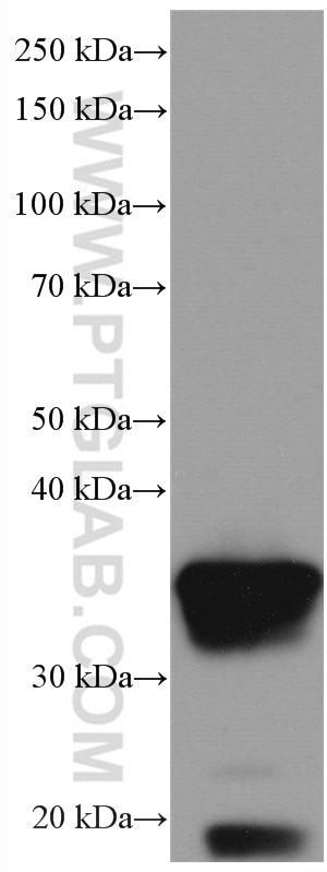 Western Blot (WB) analysis of human ileum tissue using Galectin-4 Monoclonal antibody (66686-1-Ig)