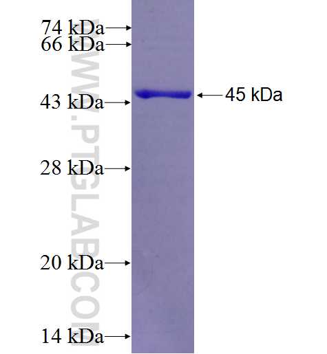 LGALS4,GAL4 fusion protein Ag26130 SDS-PAGE