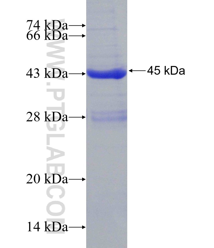 LGALS8 fusion protein Ag30816 SDS-PAGE