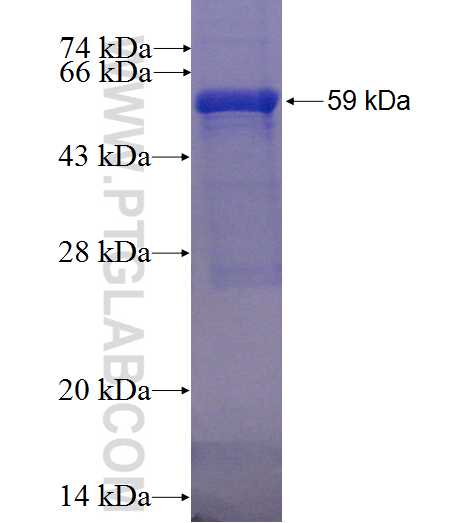 LGALS8 fusion protein Ag1387 SDS-PAGE