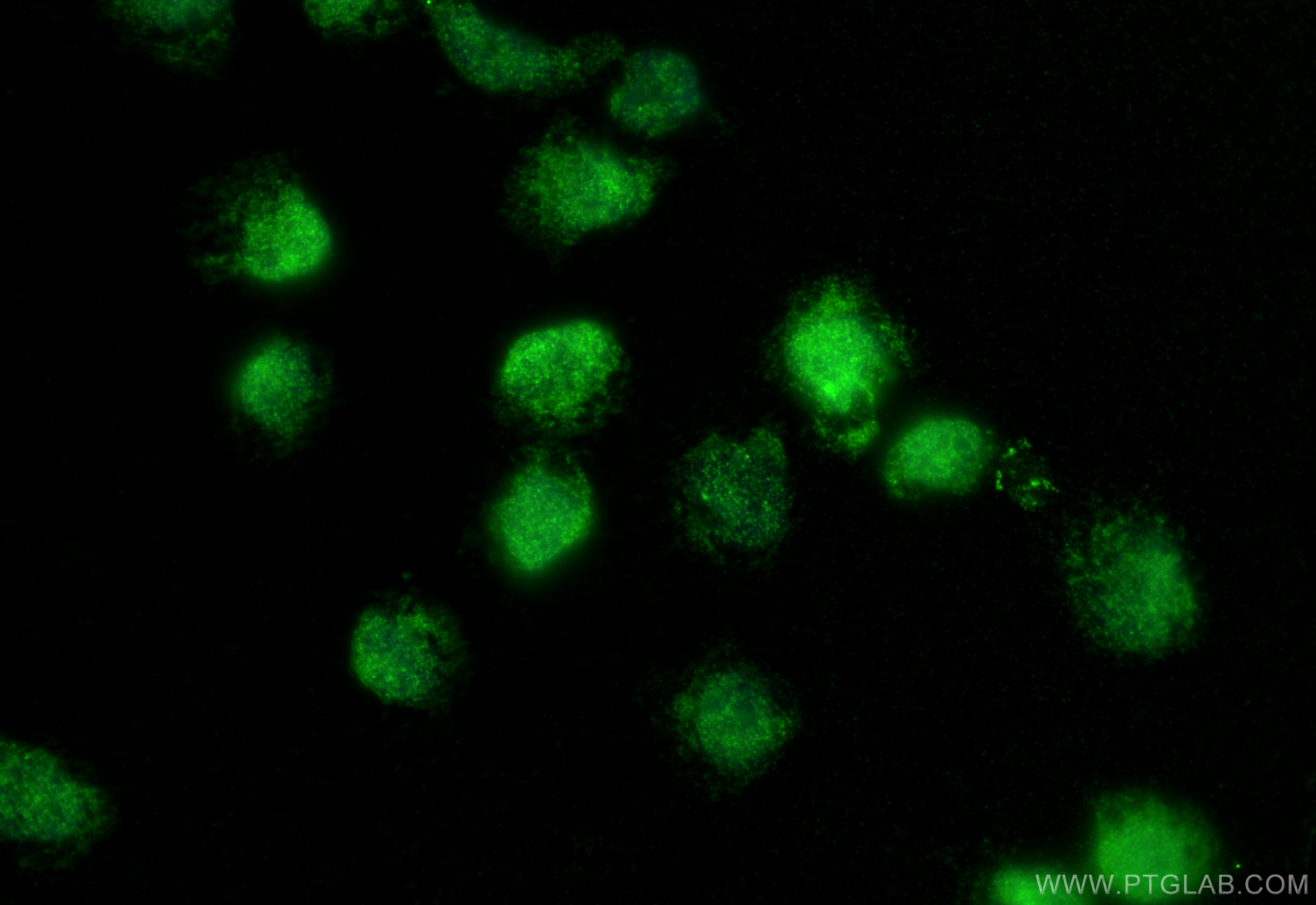 Immunofluorescence (IF) / fluorescent staining of U-937 cells using LGALS9/Galectin-9 Polyclonal antibody (17938-1-AP)