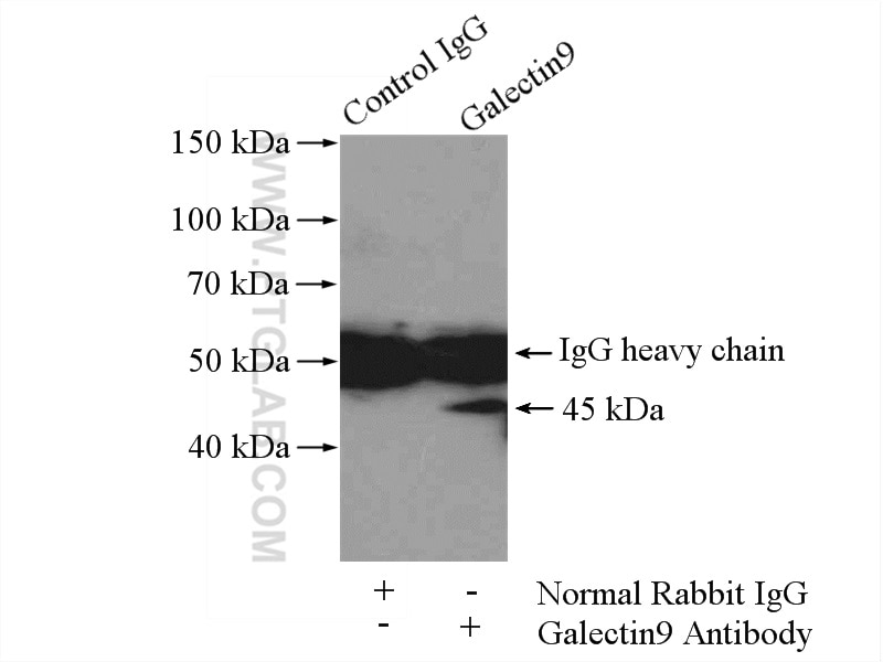 Immunoprecipitation (IP) experiment of SGC-7901 cells using Galectin-9 Polyclonal antibody (17938-1-AP)