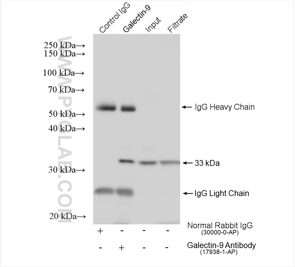Immunoprecipitation (IP) experiment of U-937 cells using Galectin-9 Polyclonal antibody (17938-1-AP)
