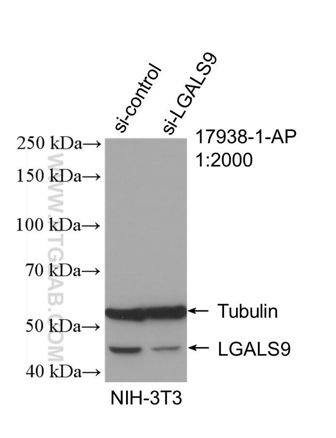 Western Blot (WB) analysis of NIH/3T3 cells using Galectin-9 Polyclonal antibody (17938-1-AP)
