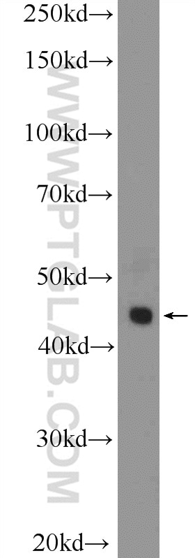 Western Blot (WB) analysis of U-937 cells using Galectin-9 Polyclonal antibody (17938-1-AP)