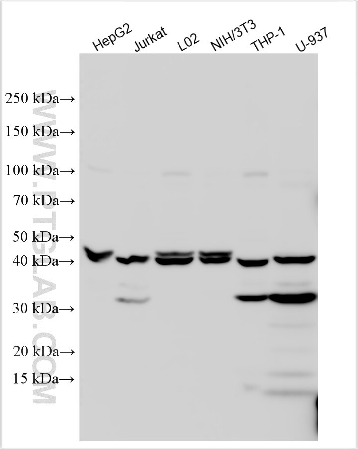 Western Blot (WB) analysis of various lysates using LGALS9/Galectin-9 Polyclonal antibody (17938-1-AP)