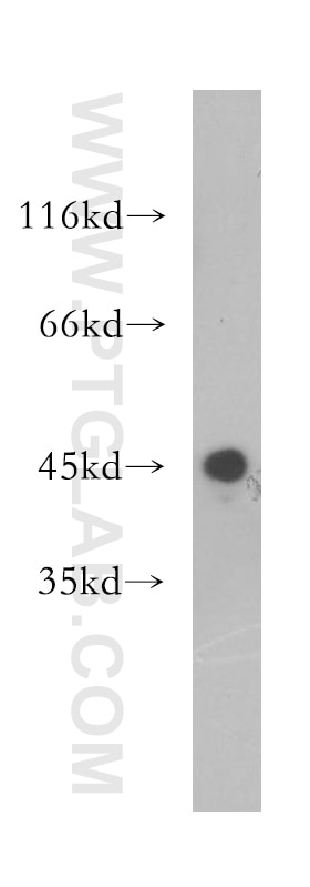 Western Blot (WB) analysis of HepG2 cells using Galectin-9 Polyclonal antibody (17938-1-AP)