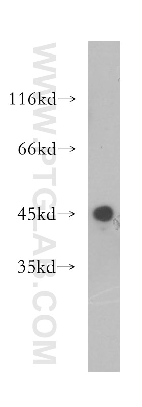 WB analysis of HepG2 using 17938-1-AP