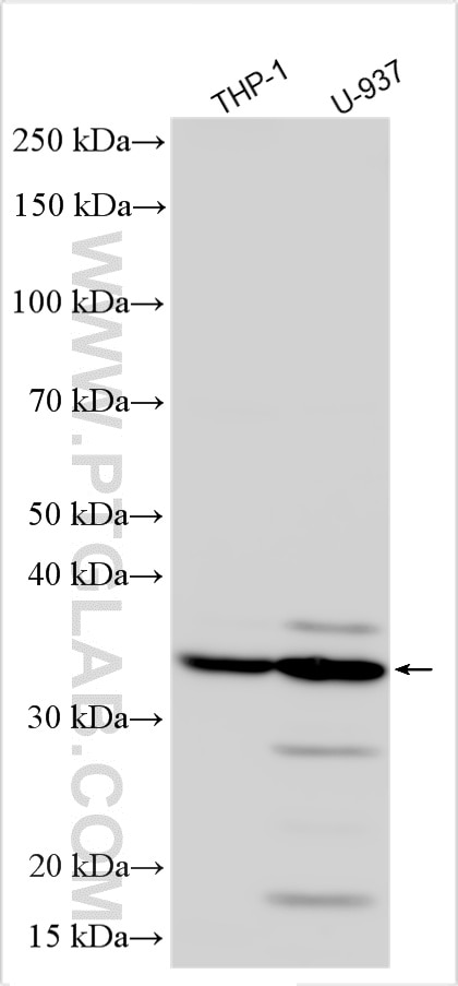Western Blot (WB) analysis of various lysates using LGALS9/Galectin-9 Polyclonal antibody (30409-1-AP)