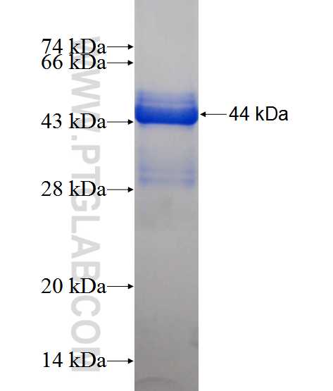 LGI2 fusion protein Ag12680 SDS-PAGE