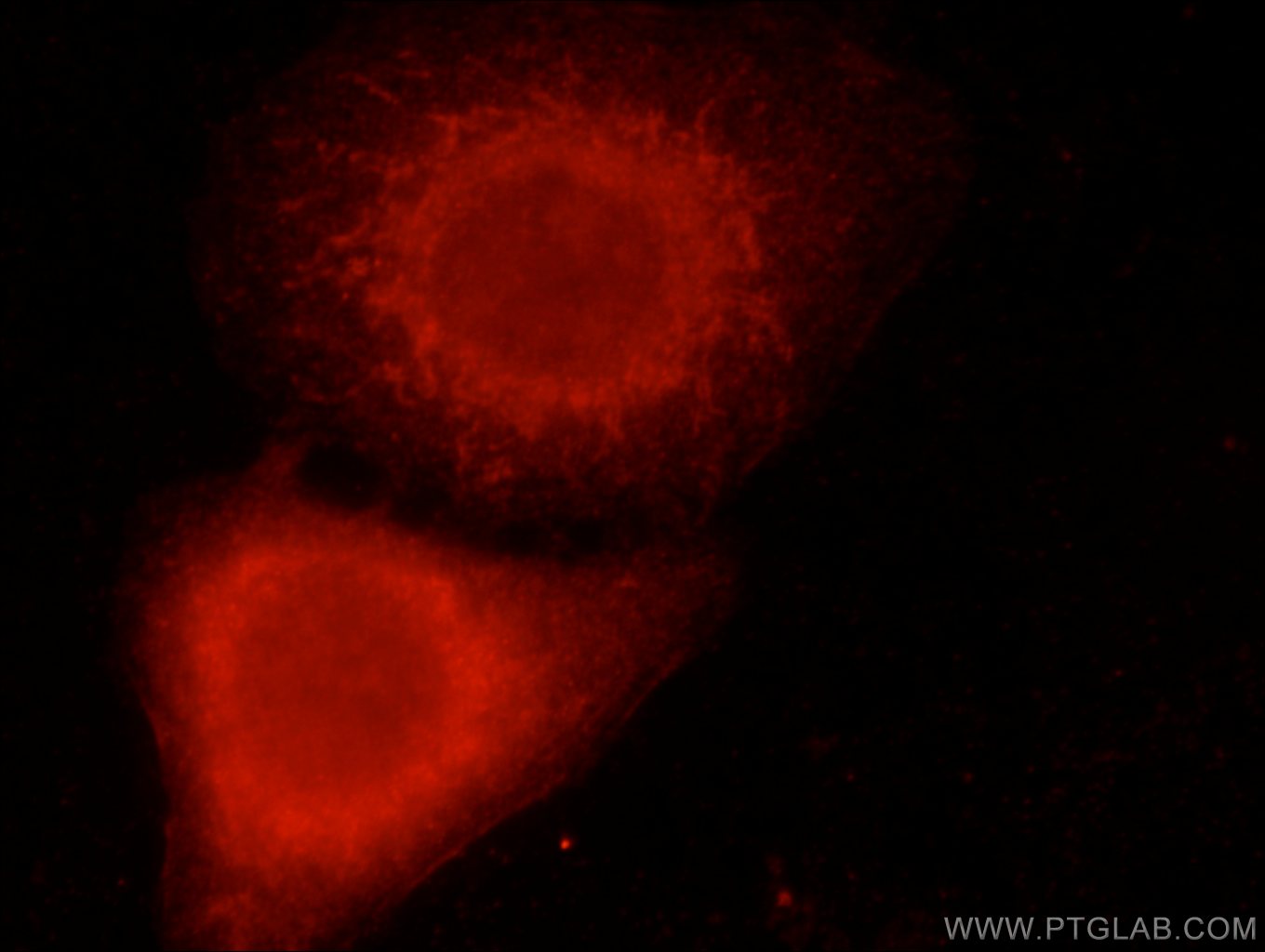 Immunofluorescence (IF) / fluorescent staining of HepG2 cells using LGI3 Polyclonal antibody (21919-1-AP)
