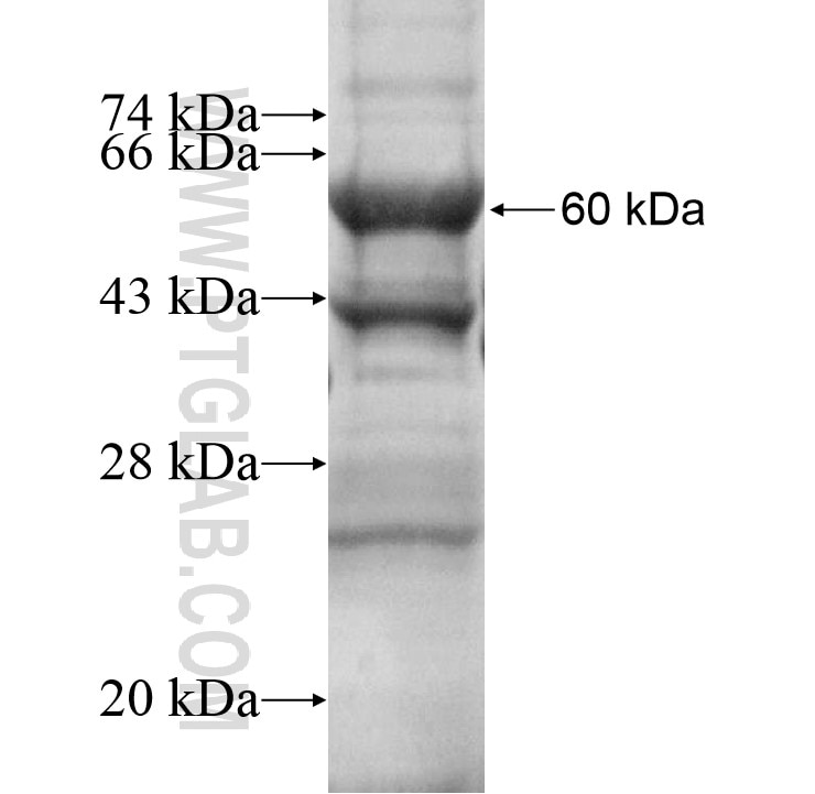 LGI3 fusion protein Ag16257 SDS-PAGE