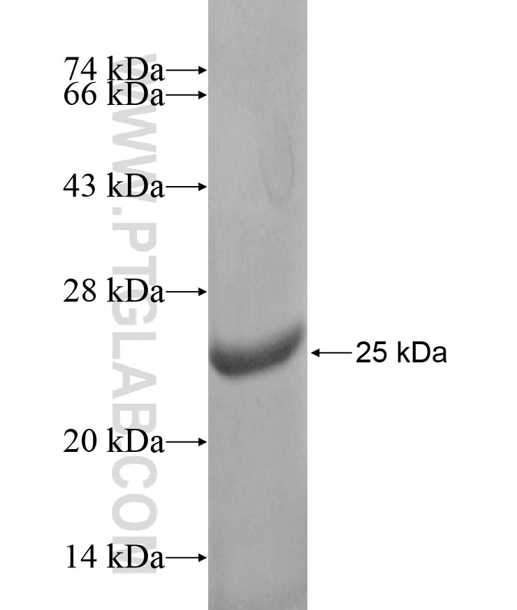 LGI3 fusion protein Ag17711 SDS-PAGE