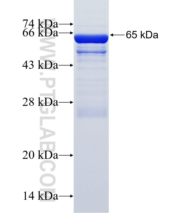 LGI4 fusion protein Ag16230 SDS-PAGE