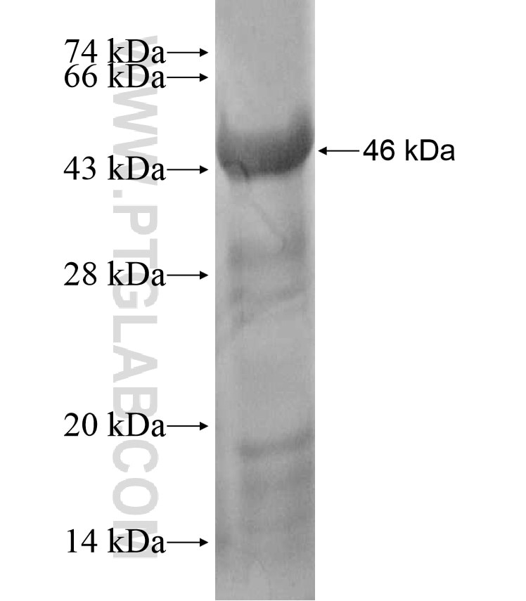 LGI4 fusion protein Ag17720 SDS-PAGE