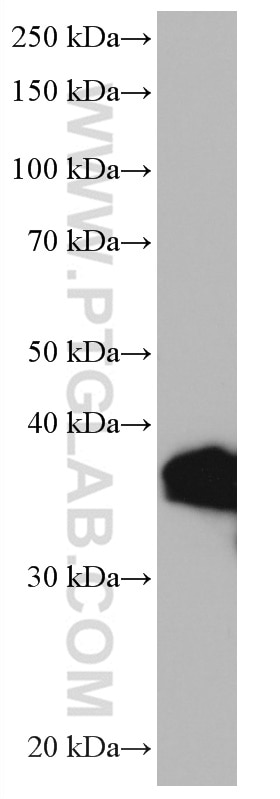 Western Blot (WB) analysis of HEK-293 cells using LGMN Monoclonal antibody (67017-1-Ig)