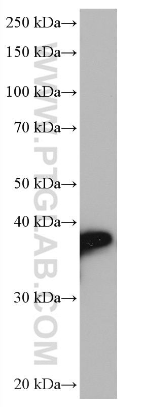Western Blot (WB) analysis of NCCIT cells using LGMN Monoclonal antibody (67017-1-Ig)
