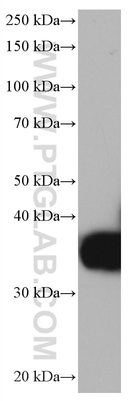 Western Blot (WB) analysis of pig kidney tissue using LGMN Monoclonal antibody (67017-1-Ig)
