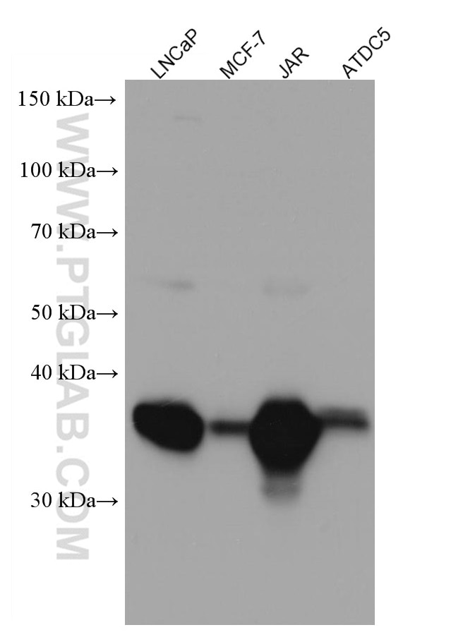 Western Blot (WB) analysis of various lysates using LGMN Monoclonal antibody (67017-1-Ig)