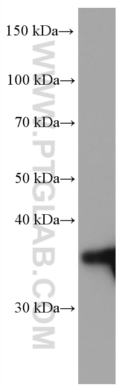 Western Blot (WB) analysis of human placenta tissue using LGMN Monoclonal antibody (67017-1-Ig)