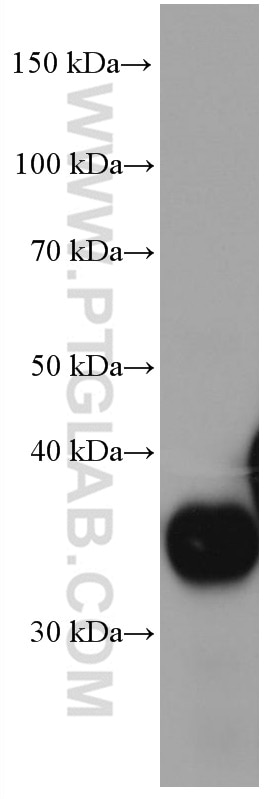 Western Blot (WB) analysis of pig kidney tissue using LGMN Monoclonal antibody (67017-1-Ig)