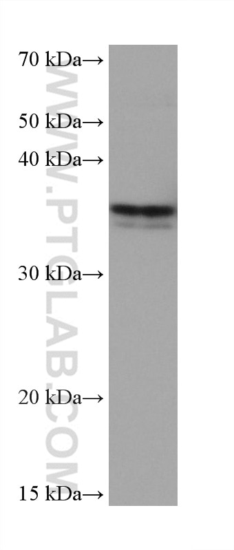 Western Blot (WB) analysis of MCF-7 cells using LGMN Monoclonal antibody (67017-1-Ig)