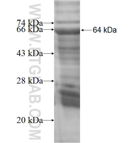 LGMN fusion protein Ag7170 SDS-PAGE