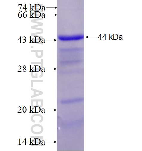 LGMN fusion protein Ag7218 SDS-PAGE