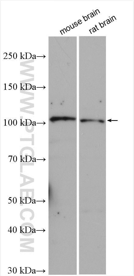 Western Blot (WB) analysis of various lysates using LGR5 Polyclonal antibody (30007-1-AP)