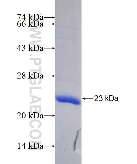 LGR5 fusion protein Ag29025 SDS-PAGE