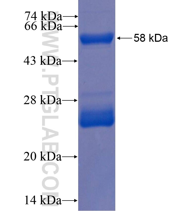 LGR5 fusion protein Ag16389 SDS-PAGE