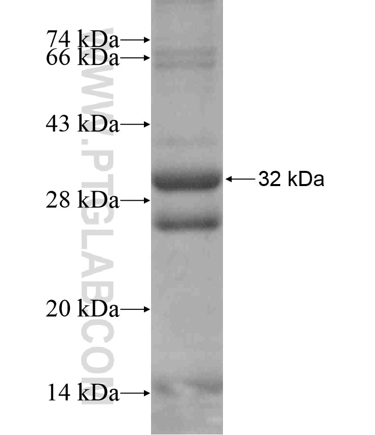 LGR5 fusion protein Ag17162 SDS-PAGE