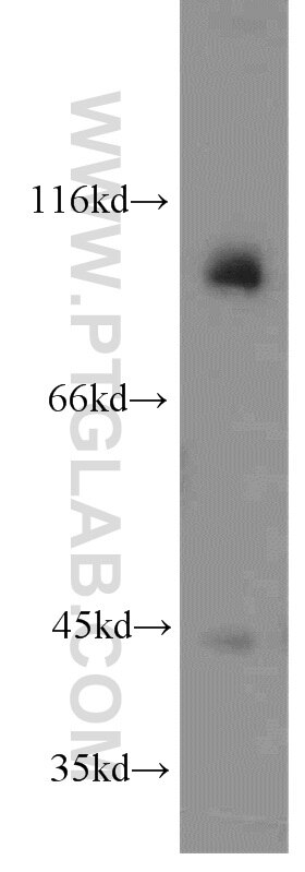 Western Blot (WB) analysis of human brain tissue using LGR6 Polyclonal antibody (17658-1-AP)