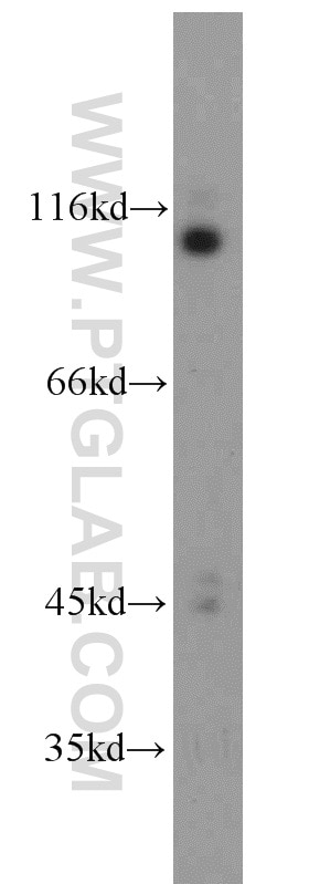 Western Blot (WB) analysis of mouse testis tissue using LGR6 Polyclonal antibody (17658-1-AP)