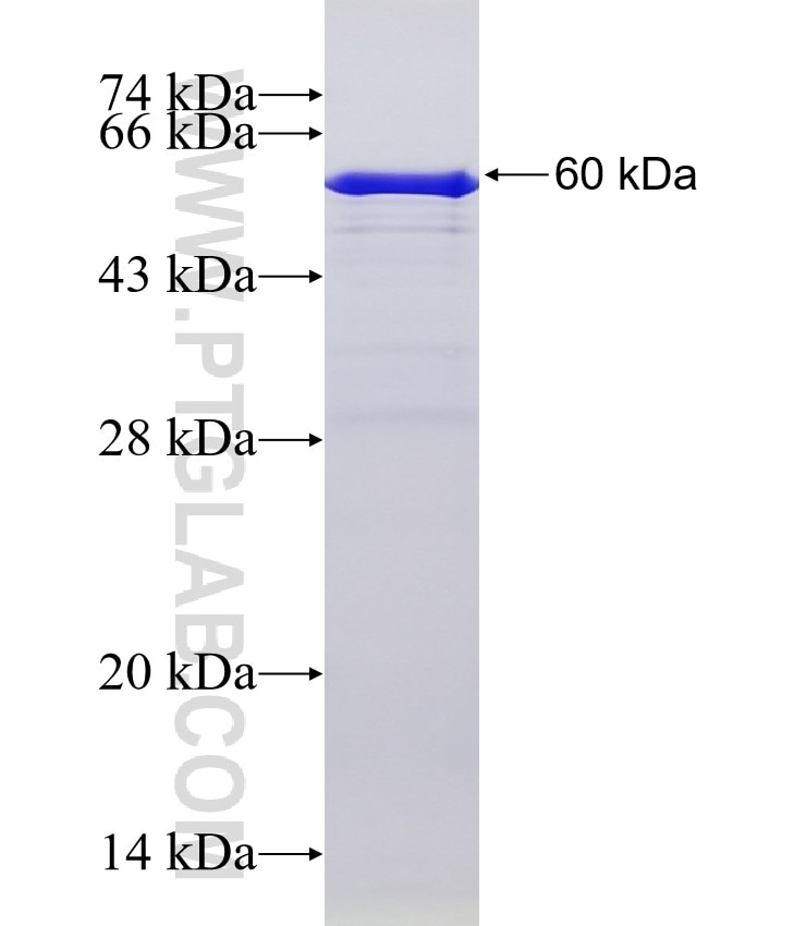 LGR6 fusion protein Ag11909 SDS-PAGE