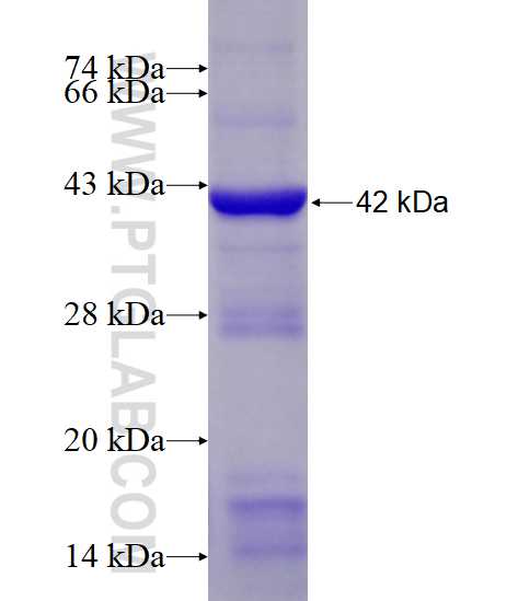 LGR6 fusion protein Ag11924 SDS-PAGE
