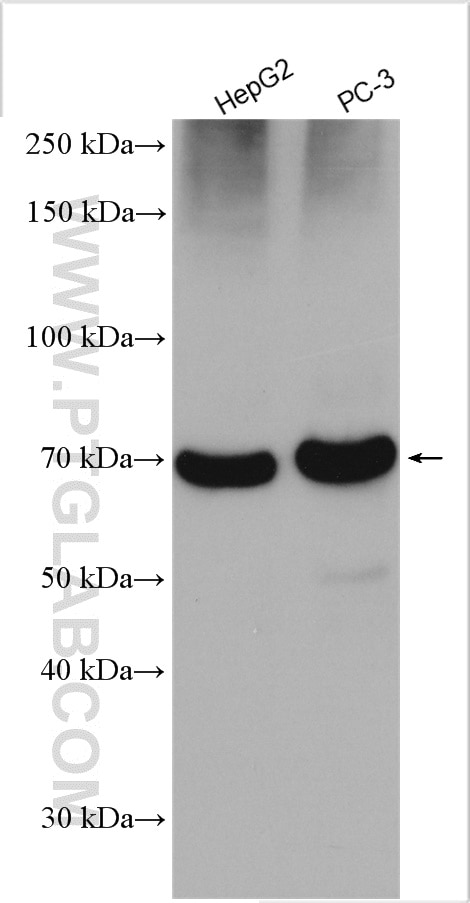 Western Blot (WB) analysis of various lysates using LGTN Polyclonal antibody (12840-1-AP)
