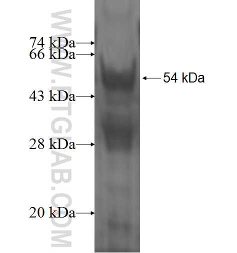 LGTN fusion protein Ag3579 SDS-PAGE